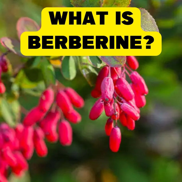 What is Berberine? | Berberine Ingredient Profile